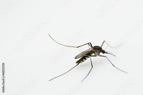 mosquito isolated © Busran