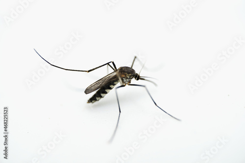 mosquito isolated on white background © Busran