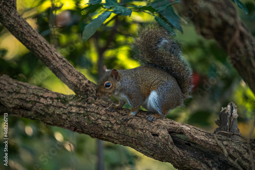 Grey squirrel in a park of Milan