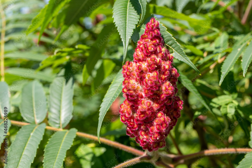Sumac flowering plant in the summer on a sunny day Sumac flowering plant in the summer on a sunny day