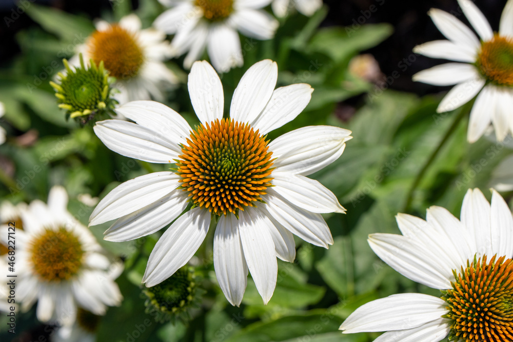 Fototapeta premium White and orange flowers in the garden