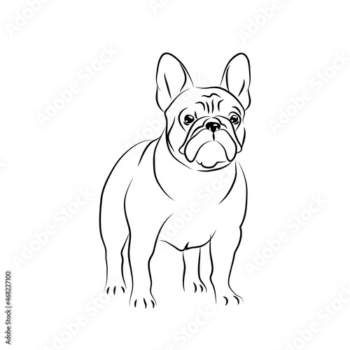 vector white black french bulldog pet sticker puppy mascotsymbol sweet dog emblem 