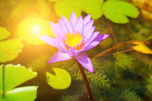 Beautiful waterlily or lotus flower in pond.