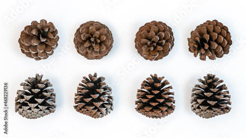 Set pinecone flower in christmas winter. Pine cones pattern on white background