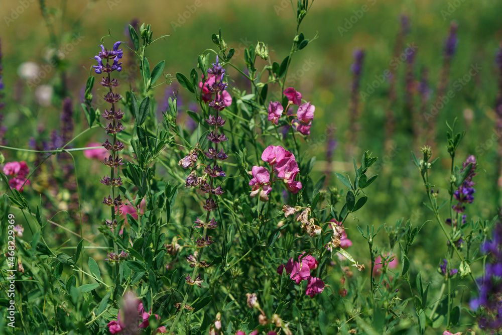 Blooming wildflowers on a bright sunny day. On the green meadow Blooming wildflowers on a bright sunny day. On the green meadow