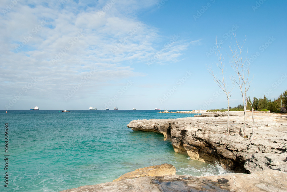 Grand Bahama Island Shore With Dead Trees