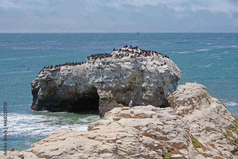 A rock at the Santa Cruz California Pacific ocean coast occupied by a colony of  cormorants