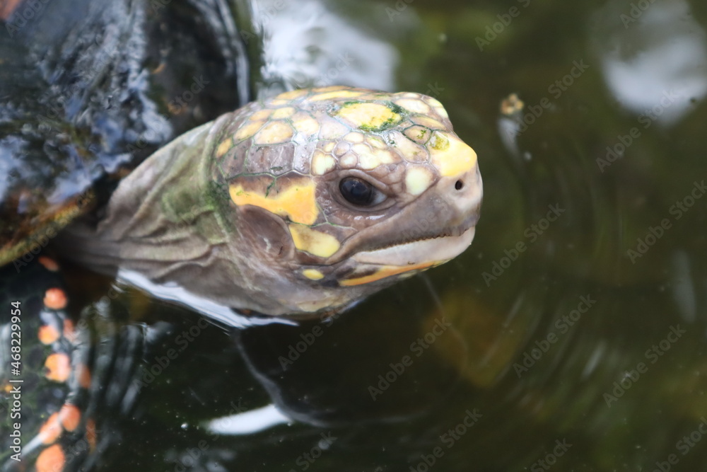 tortuga tortuga