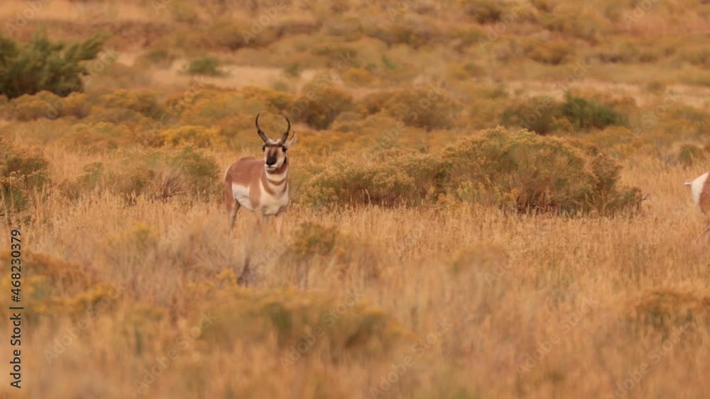 Pronghorn in Yellowstone National Park in Wyoming