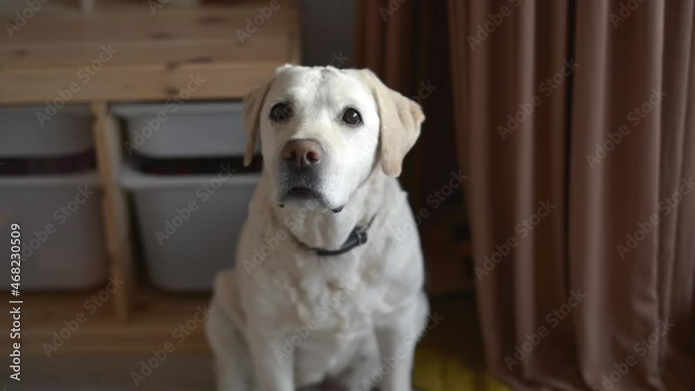 dog labrador sitting. home is cozy. labrador looking into the frame. Looks at Camera. dog labrador sitting. home is cozy. labrador looking into the frame. Looks at Camera.