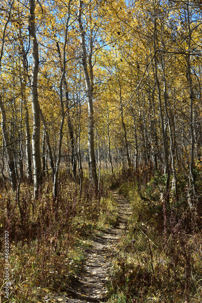 a trail through the aspens