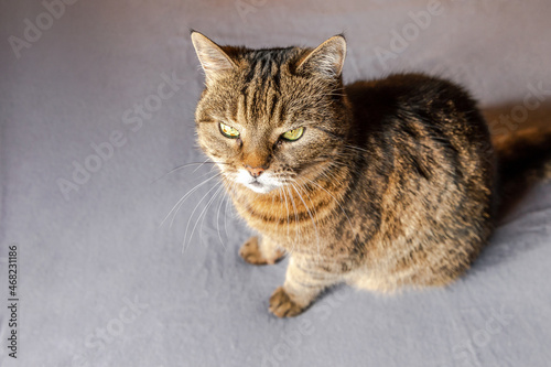 Funny portrait arrogant short-haired domestic tabby cat posing on dark brown background. Little kitten playing resting at home indoor. Pet care and animal life concept