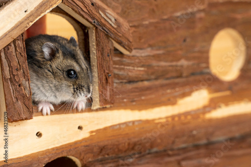Cute Little Hamster in hole on a wooden background. jungarian hamster in home on a wooden background