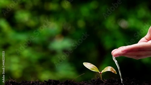 Close up hands watering seedlings on the ground, The concept of growing plants in nature. Agriculture. Plant seedling. Growing plants.slow motion.	