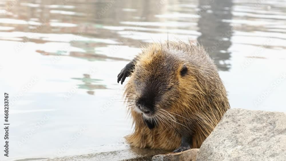 Cute nutria washes and cleans its wool on the river bank. Funny video with an animal Cute nutria washes and cleans its wool on the river bank. Funny video with an animal