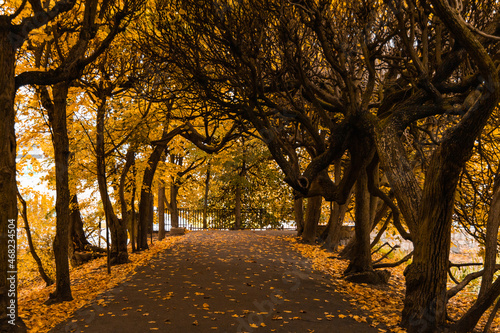 Long path in bindage full of crooked trees and autumn leaves photo