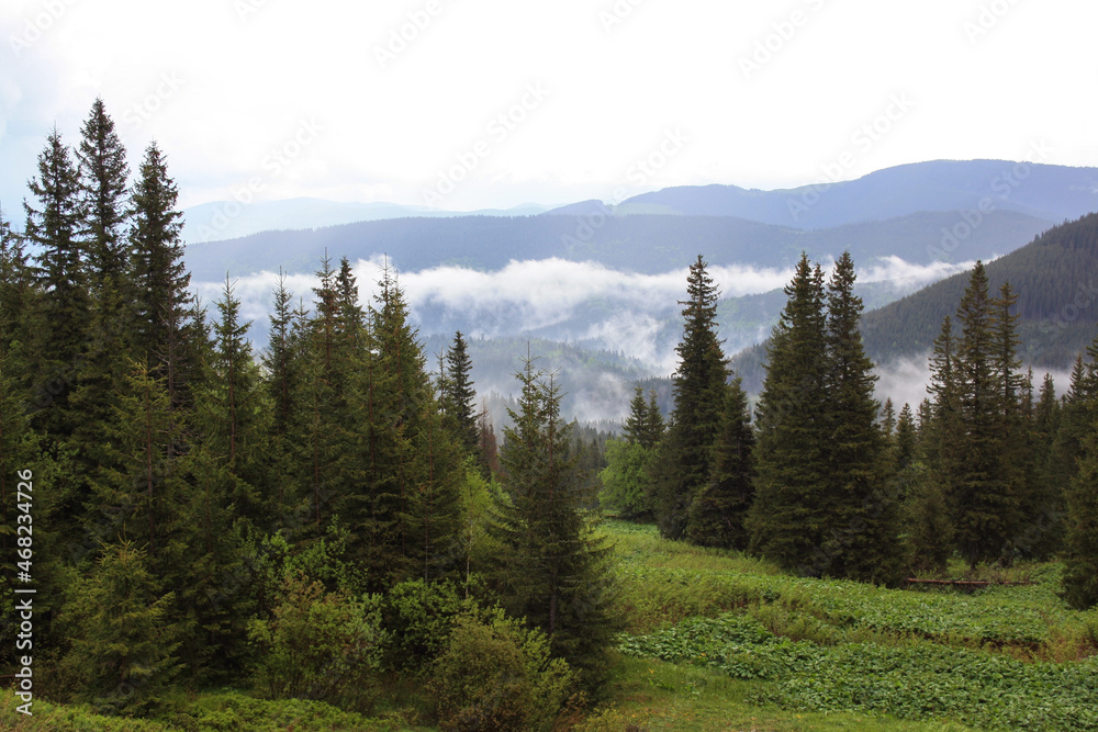landscape with trees and clouds landscape with trees and clouds