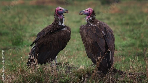 Lappet-faced Vulture or Nubian vulture - Torgos tracheliotos, Old World vulture belonging to the bird order Accipitriformes, pair two scavengers feeding on the carcass in Masai Mara Kenya. photo