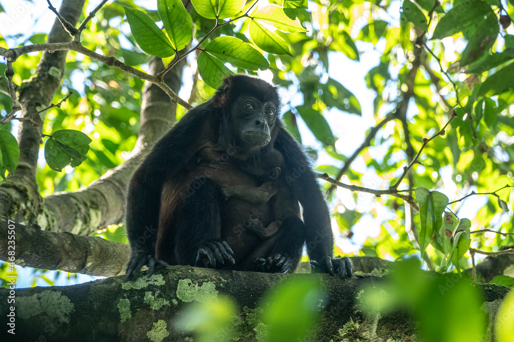 Obraz premium Black female monkey with a baby sitting on a tree