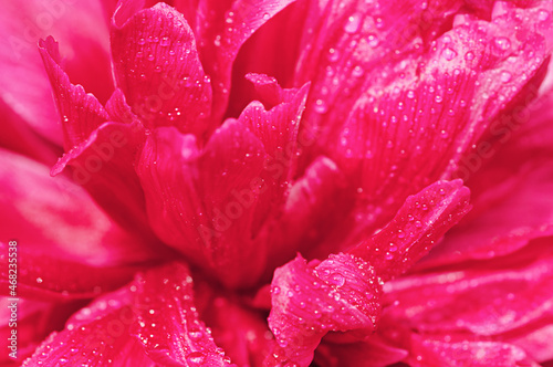 Vibrant deep pink petals at centre of peony flower.