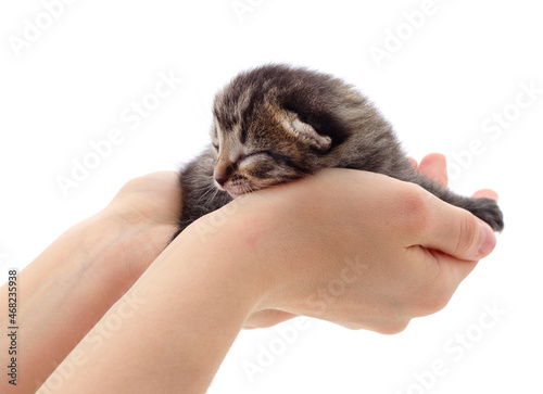 Little gray kitten on the hands. © ANASTASIIA