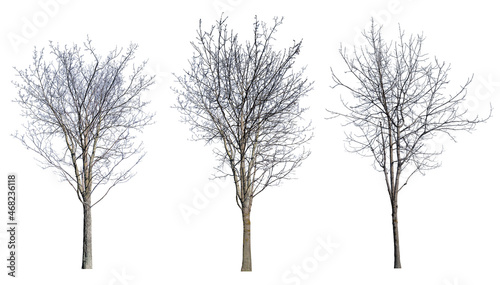 three winter trees with bare dense branches