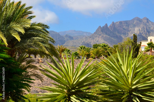 Beautiful view with tropical plants in Torviscas Alto,Tenerife,Canary Islands,Spain.Yucca, Flamboyant and palm trees in the foreground.