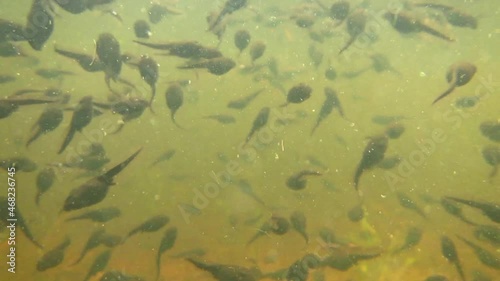 Dutzende Kaulquappen im See
