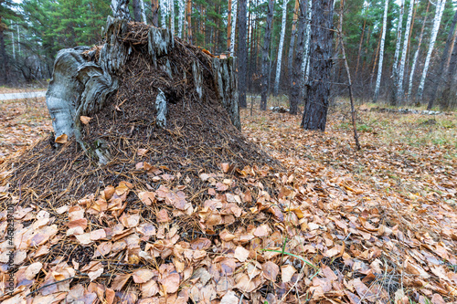 An anthill built on an old rotten tree stump in the autumn forest.