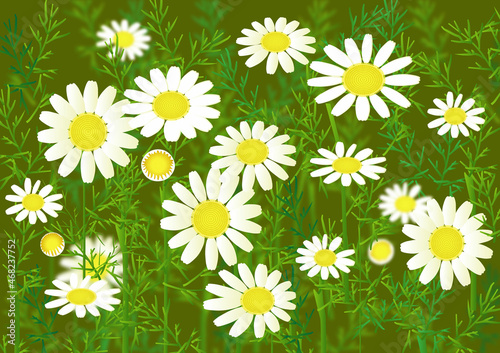 Medicinal plant chamomile illustration.Set of flower illustration