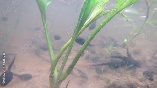 Dutzende Kaulquappen im See