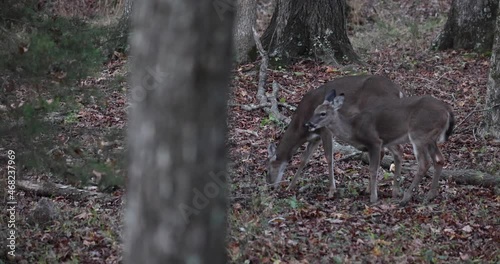 Two whitetail deer does feeding and browsing in a mixed woodland photo