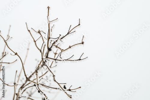 Frozen branch with sharp thorns of frost. White background. Limited depth of field.