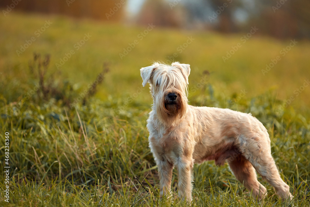 The dog breed is on a walk in the summer in nature. The dog plays with its master. The dog breed is on a walk in the summer in nature. The dog plays with its master.