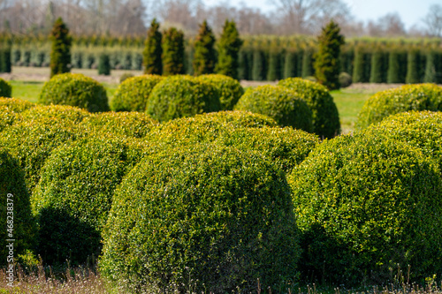 Trees and Box Topiary Balls plants growing on plantation on tree nursery farm in North Brabant, Netherlands