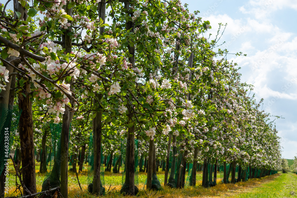 Fototapeta premium Spring pink blossom of apple trees on fruit orchards in Zeeland, Netherlands
