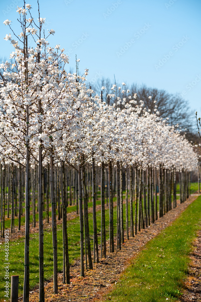 Young white magnolia trees in blossom growing on plantation on tree nursery farm in North Brabant, Netherlands Young white magnolia trees in blossom growing on plantation on tree nursery farm in North Brabant, Netherlands