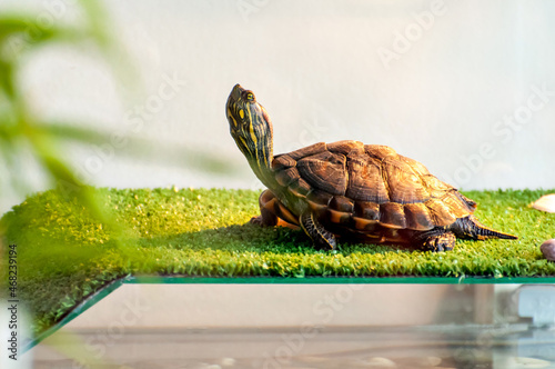 Red ear turtle sunbathing in aquaterrarium, water tiger turtle (Trachemys dorbigni) photo