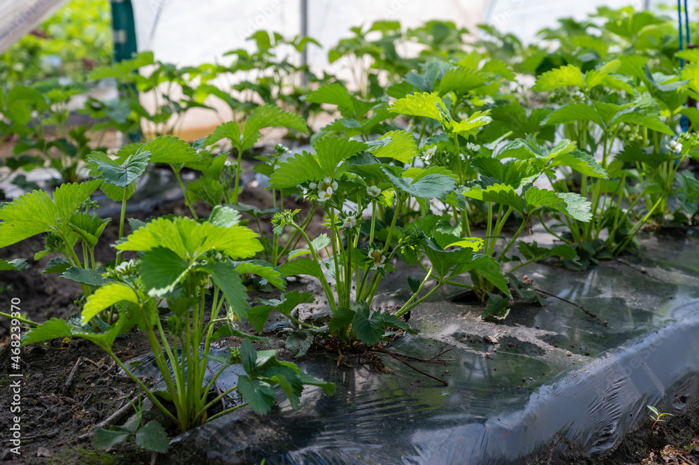 Plantations of blossoming strawberry plants growing in open greenhouse constructions covered with plastic film Plantations of blossoming strawberry plants growing in open greenhouse constructions covered with plastic film
