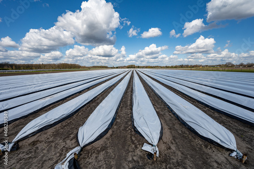 Agriculture in Netherlands  spring white asparagus fields covered with plastic film  landscape photo