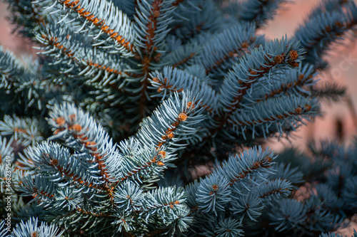 Blue spruce Picea pungens), also cogreen spruce or Colorado spruce with blue-green coloured needles coniferous tree