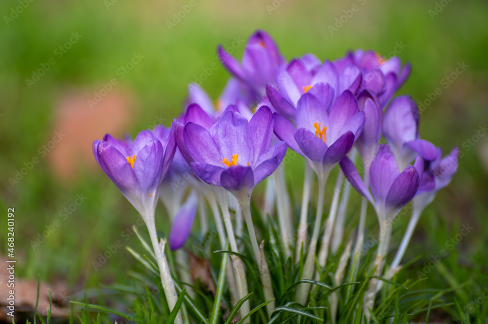 First spring flowers, blossom of purple crocusses First spring flowers, blossom of purple crocusses