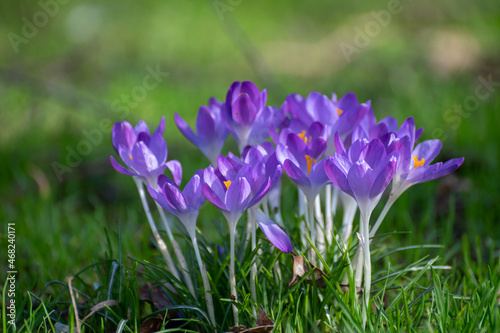 Fototapeta Naklejka Na Ścianę i Meble -  First spring flowers, blossom of purple crocusses