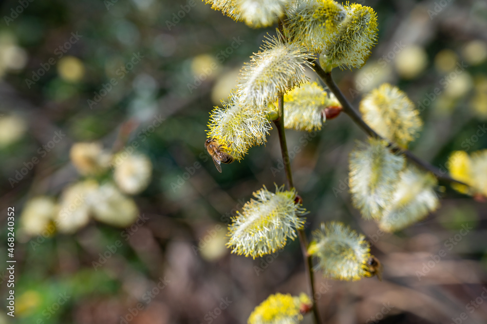 Bees pollinate spring blooming willow tree, flora and fauna Bees pollinate spring blooming willow tree, flora and fauna