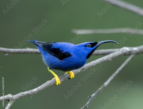 Purple Honeycreeper in all bright detailed plumage perched on a branch with good lighting in the tropical forested areas of Trinidad West Indies