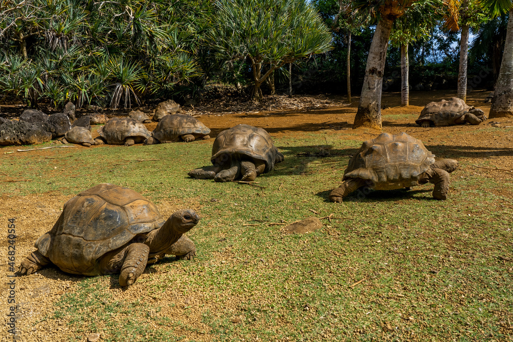 Naklejka premium Giant turtles in tropical Island Mauritius at La Vanille Nature Park. Hight quality photo