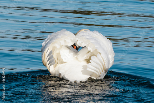 beautiful water wings angel white beak ripples 

