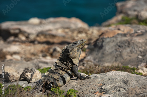 A black iguana sits on a stone overlooking the sea on the island of Mujeres, Mexico.