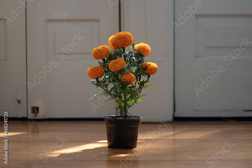 marigold orange photo