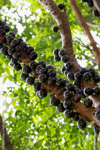 Jabuticaba in the tree ready to be harvested. Jaboticaba is the native Brazilian grape tree. Species Plinia cauliflora. Typical exotic summer fruit.